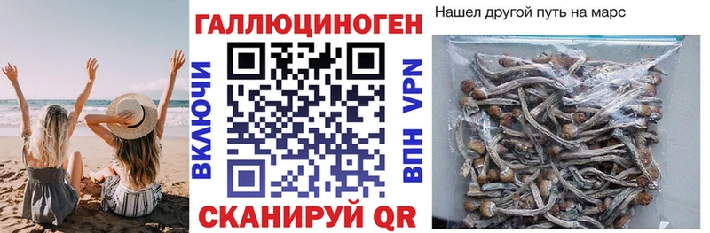 Псилоцибиновые грибы Cubensis  гидра tor  Назарово 